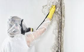 Why You Should Choose Our Mold Remediation Services in Hendersonville, NC